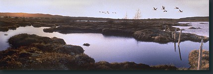 Hinterlands - By W. David Ward